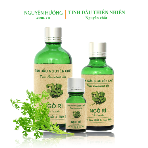 Tinh Dầu Ngò Rí Nguyên Hương